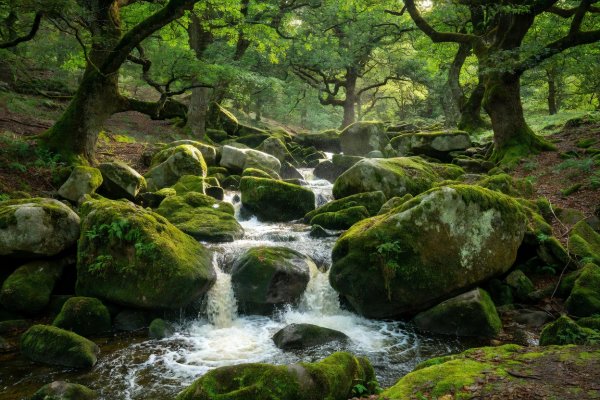 Mossy granite boulders and rushing stream inside Dartmoor ancient oak woodland