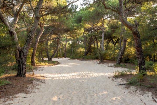 Warm white sand glade framed by weathered pine trees in Fontainebleau forest