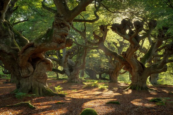 Dappled sunlight through pollarded ancient beech and oak trees in the New Forest