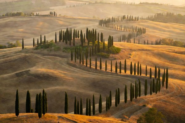 Rolling golden hills and slender cypress avenues in the Val d'Orcia