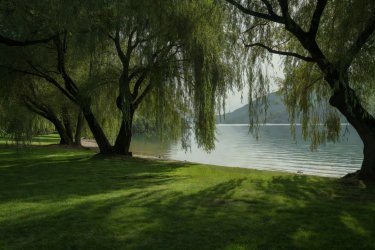 Grassy lakeshore fringed with weeping willows at Talloires, Lake Annecy