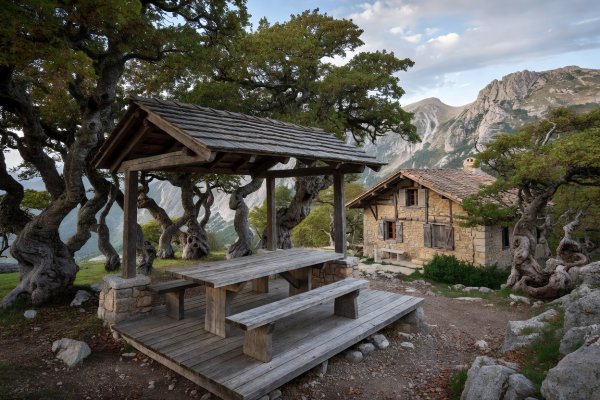 Sheltered picnic terrace amid twisted mountain beech trees at Mont Ventoux