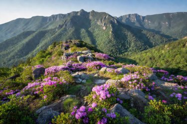 Rhododendron-fringed picnic table looking across Blue Ridge valleys